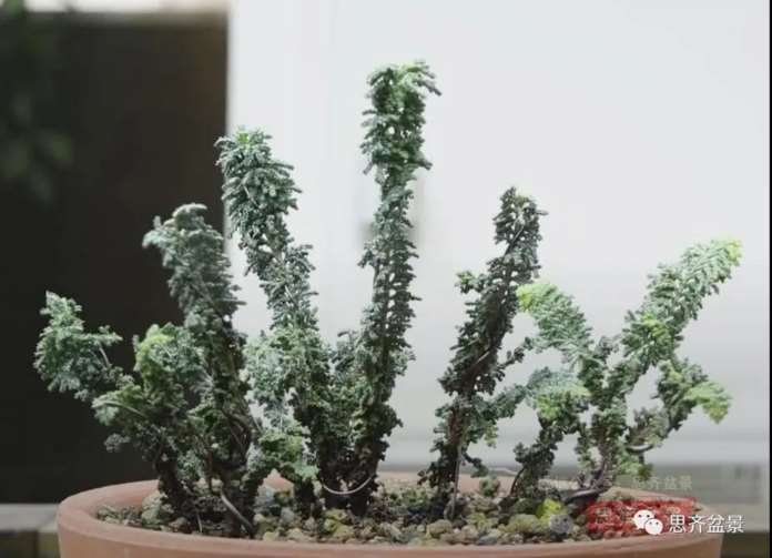 图解 怎么用扦插石化桧制作一本丛林盆景