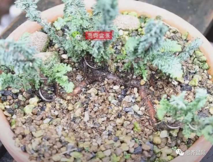图解 怎么用扦插石化桧制作一本丛林盆景