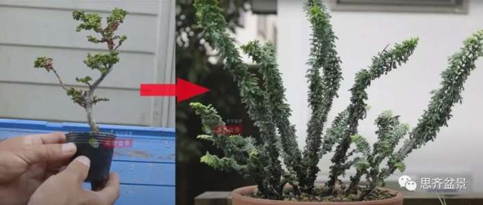 图解 怎么用扦插石化桧制作一本丛林盆景