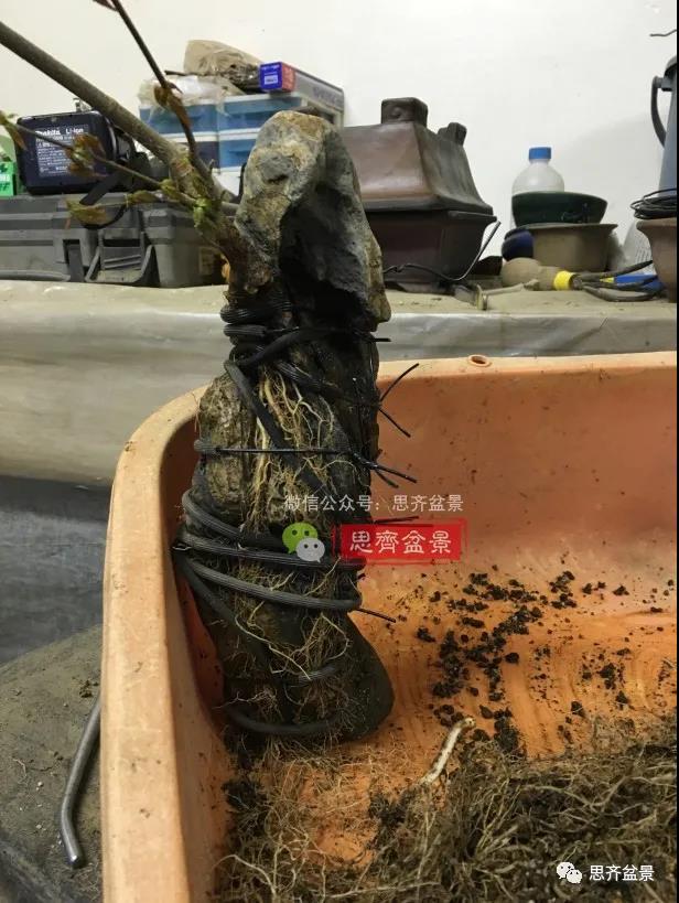 图解 怎么制作抱石三角枫盆景的21个过程