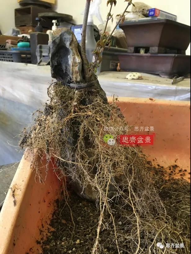 图解 怎么制作抱石三角枫盆景的21个过程