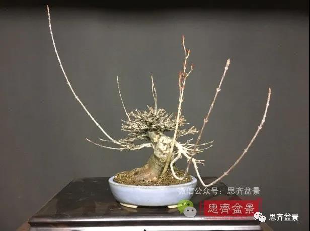 图解 怎么制作抱石三角枫盆景的21个过程