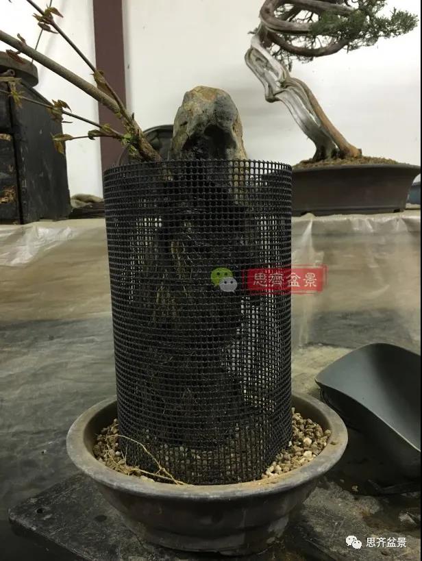 图解 怎么制作抱石三角枫盆景的21个过程