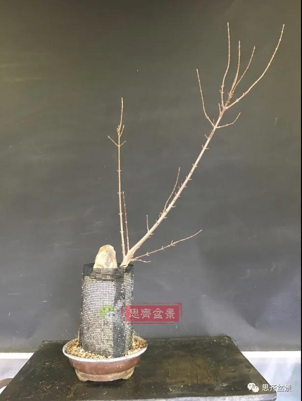 图解 怎么制作抱石三角枫盆景的21个过程