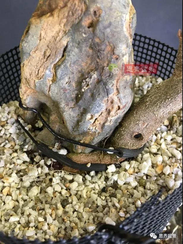 图解 怎么制作抱石三角枫盆景的21个过程