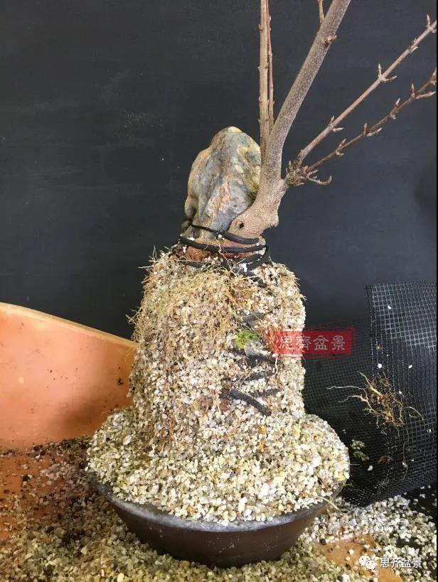 图解 怎么制作抱石三角枫盆景的21个过程