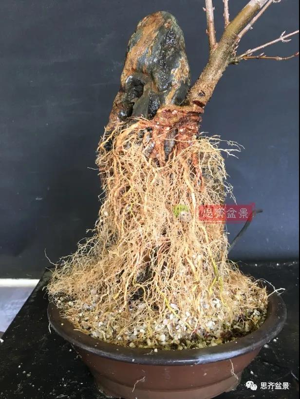 图解 怎么制作抱石三角枫盆景的21个过程