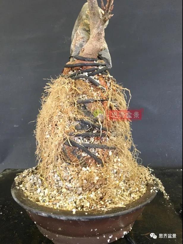 图解 怎么制作抱石三角枫盆景的21个过程