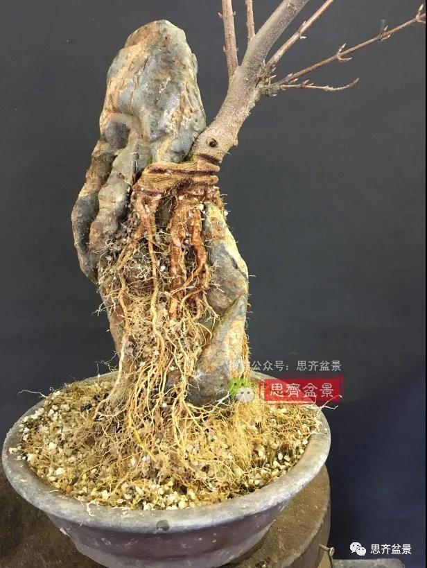 图解 怎么制作抱石三角枫盆景的21个过程