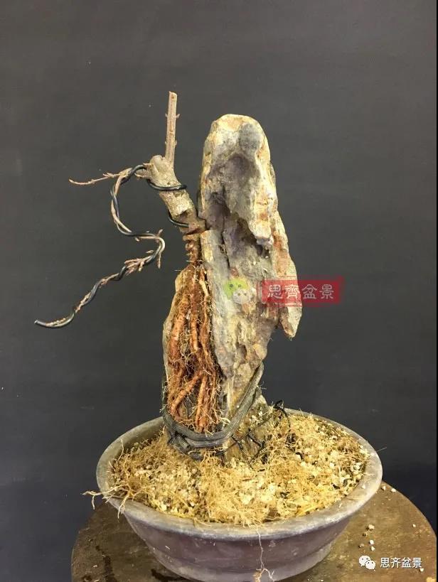 图解 怎么制作抱石三角枫盆景的21个过程