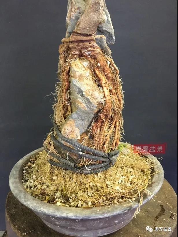 图解 怎么制作抱石三角枫盆景的21个过程