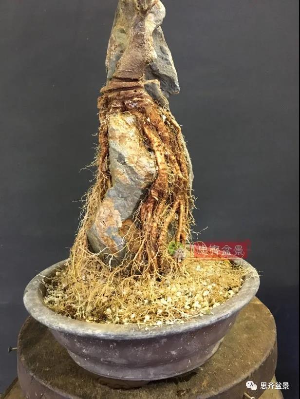 图解 怎么制作抱石三角枫盆景的21个过程