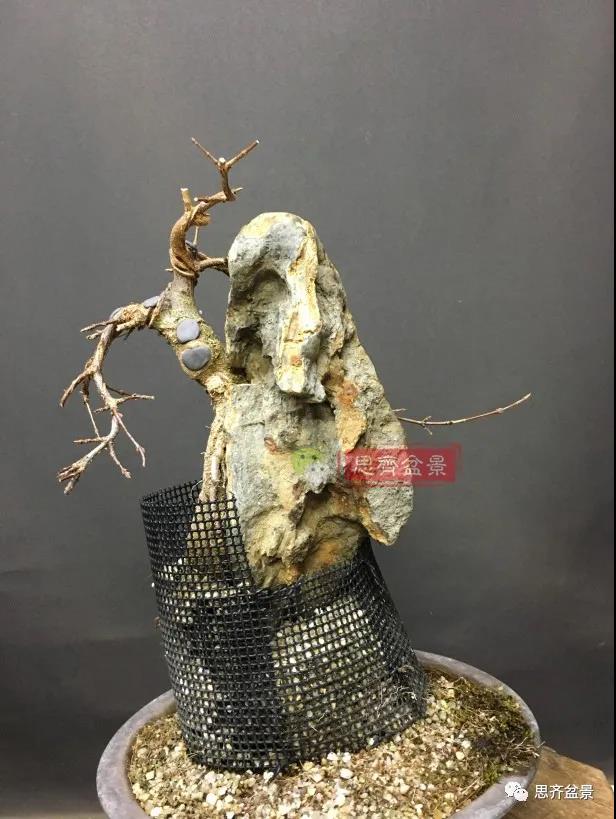 图解 怎么制作抱石三角枫盆景的21个过程