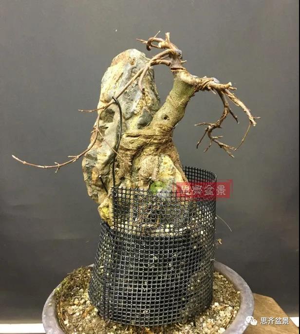 图解 怎么制作抱石三角枫盆景的21个过程