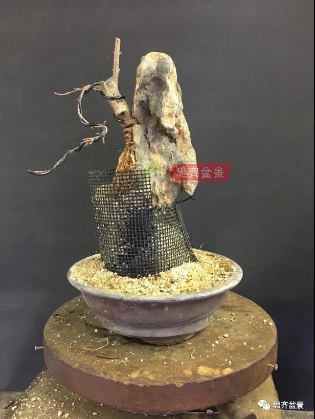 图解 怎么制作抱石三角枫盆景的21个过程