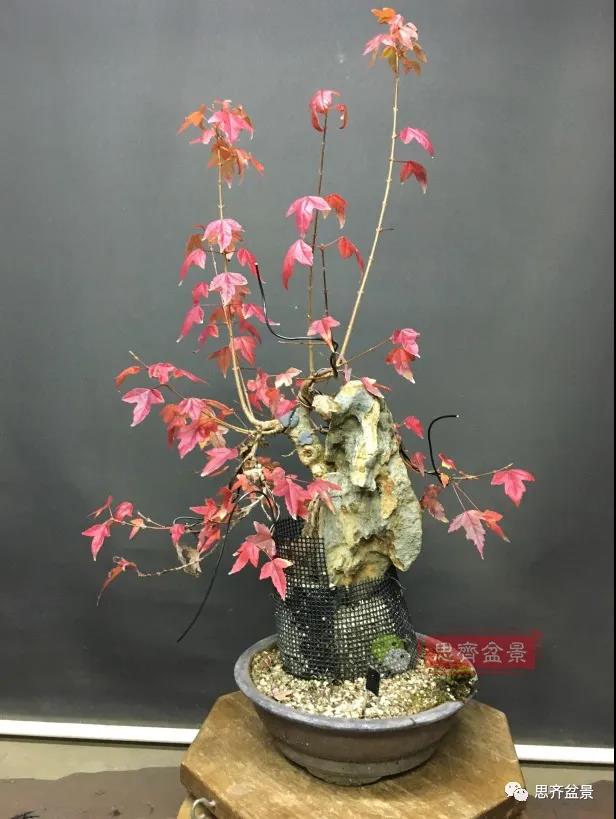 图解 怎么制作抱石三角枫盆景的21个过程