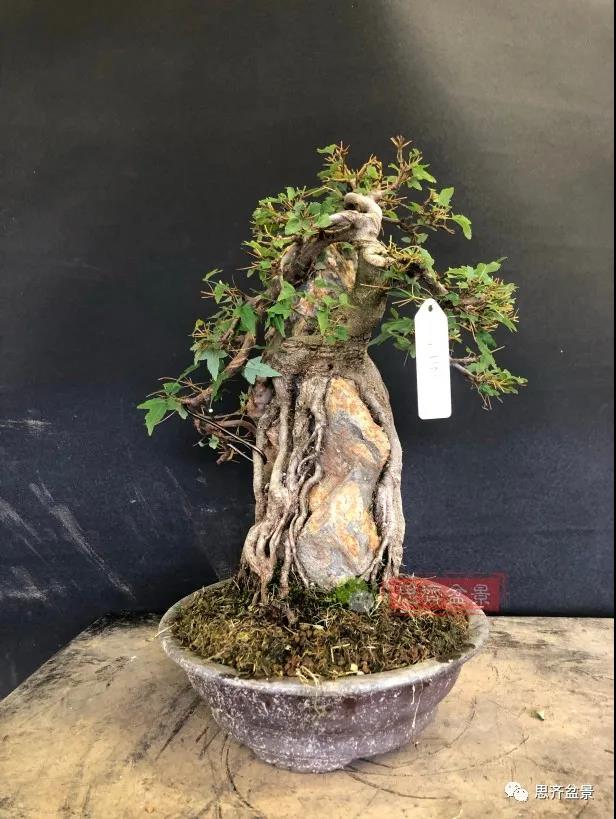 图解 怎么制作抱石三角枫盆景的21个过程