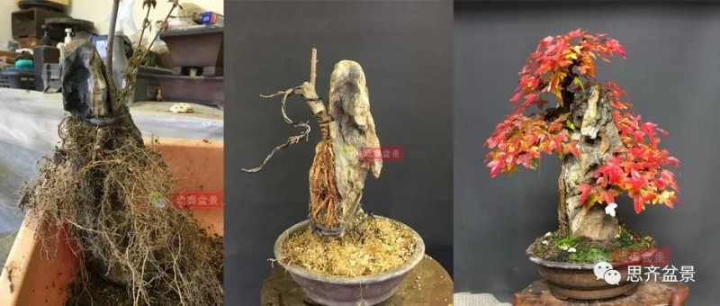 图解 怎么制作抱石三角枫盆景的21个过程