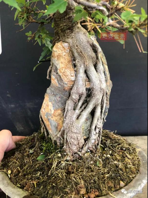 图解 怎么制作抱石三角枫盆景的21个过程