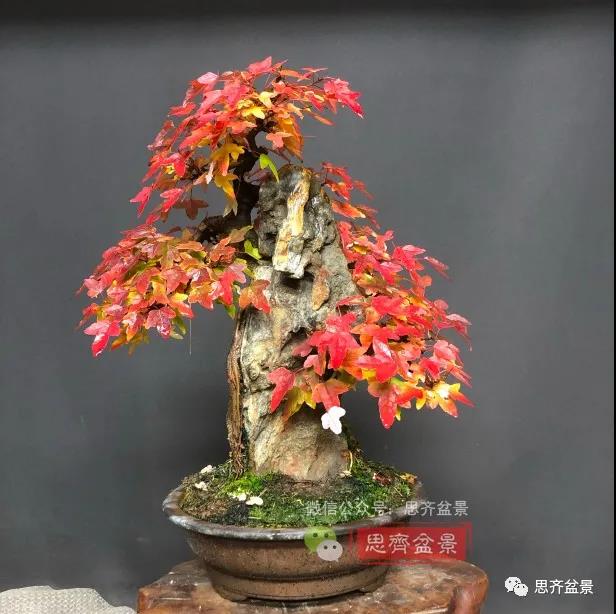 图解 怎么制作抱石三角枫盆景的21个过程