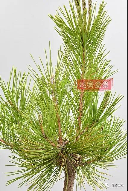 图解 黑松盆景老枝条怎么高压的3个方法