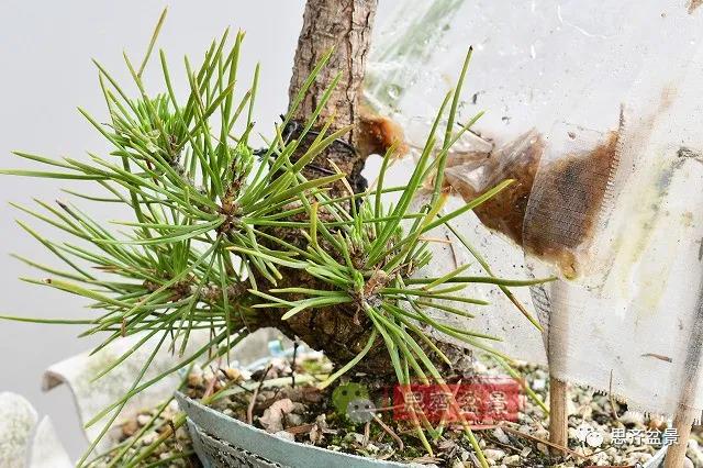 图解 黑松盆景老枝条怎么高压的3个方法