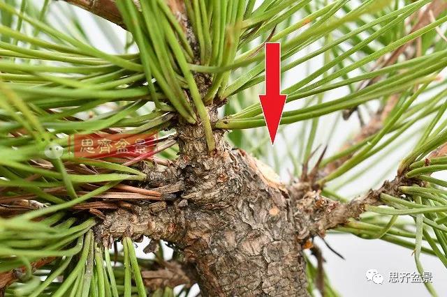图解 黑松盆景老枝条怎么高压的3个方法