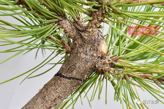 图解 黑松盆景老枝条怎么高压的3个方法