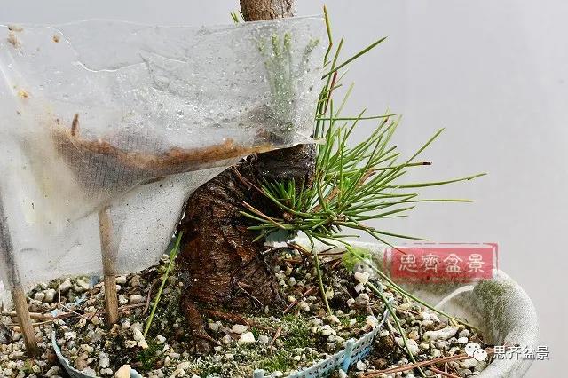 图解 黑松盆景老枝条怎么高压的3个方法