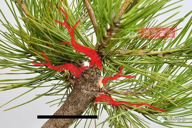 图解 黑松盆景老枝条怎么高压的3个方法