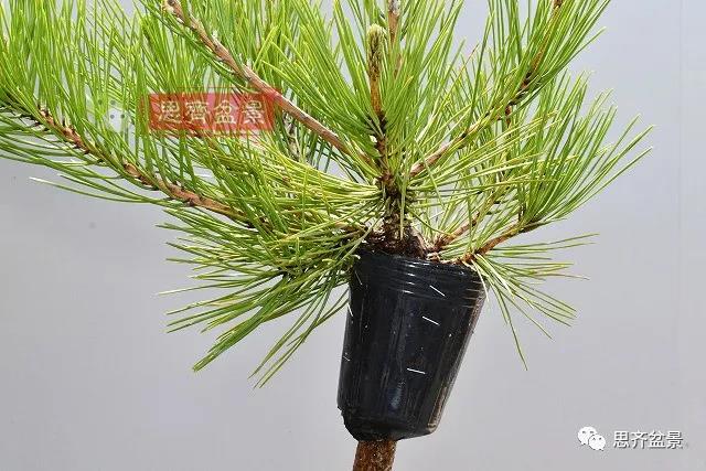 图解 黑松盆景老枝条怎么高压的3个方法