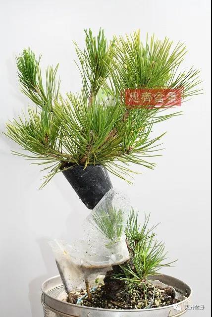 图解 黑松盆景老枝条怎么高压的3个方法