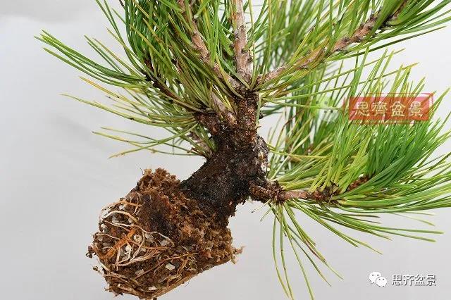 图解 黑松盆景老枝条怎么高压的3个方法