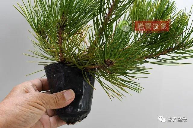 图解 黑松盆景老枝条怎么高压的3个方法