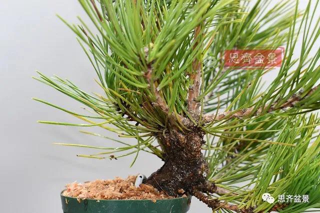 图解 黑松盆景老枝条怎么高压的3个方法