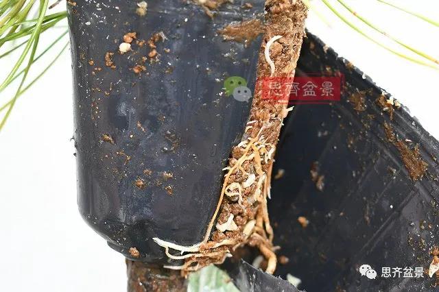 图解 黑松盆景老枝条怎么高压的3个方法