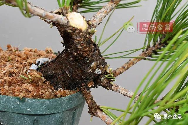 图解 黑松盆景老枝条怎么高压的3个方法