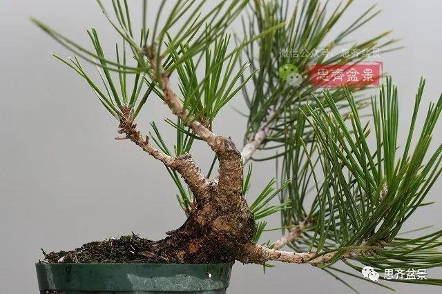 图解 黑松盆景老枝条怎么高压的3个方法