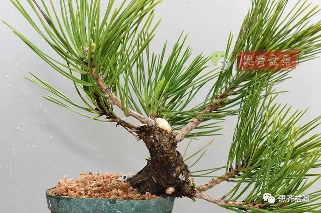 图解 黑松盆景老枝条怎么高压的3个方法