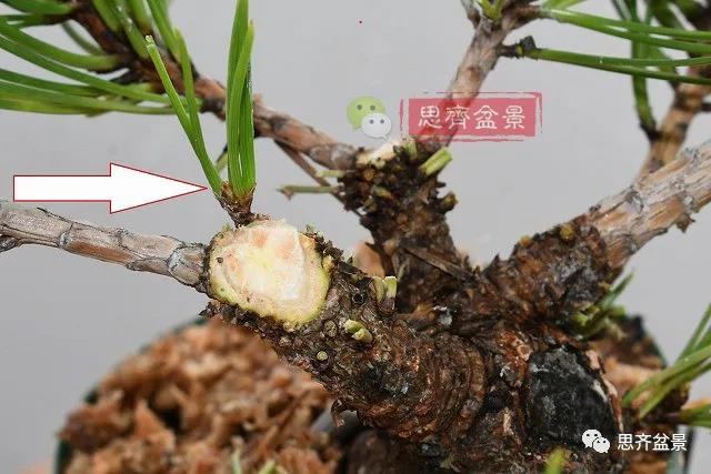 图解 黑松盆景老枝条怎么高压的3个方法