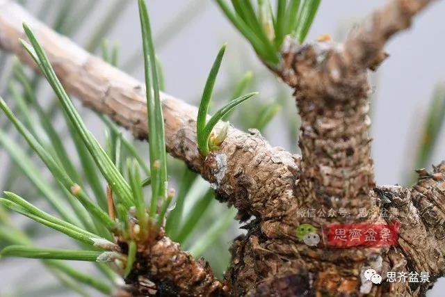 图解 黑松盆景老枝条怎么高压的3个方法