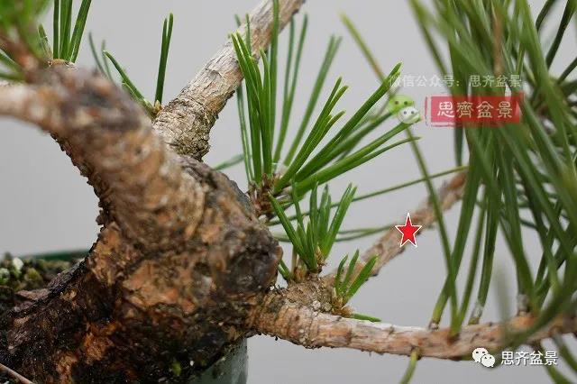 图解 黑松盆景老枝条怎么高压的3个方法