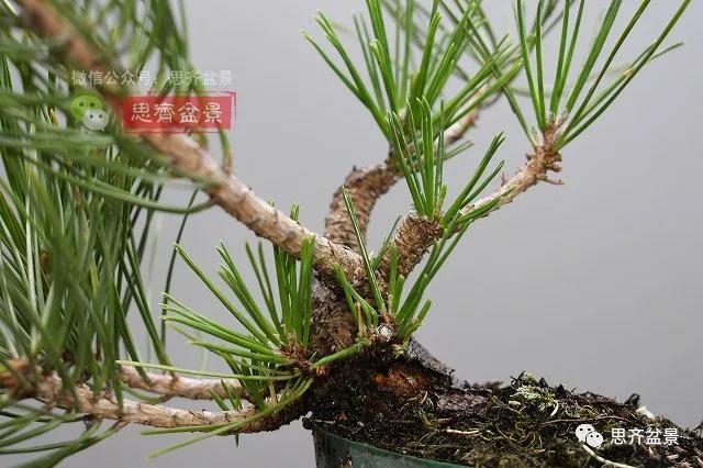 图解 黑松盆景老枝条怎么高压的3个方法