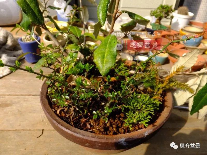 图解 怎么扦插培养微型胡颓子盆景的方法