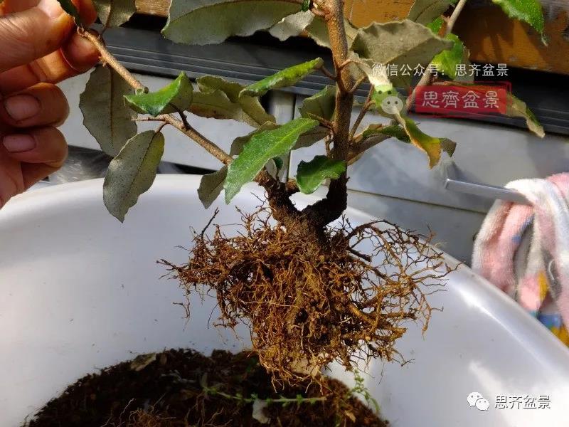 图解 怎么扦插培养微型胡颓子盆景的方法