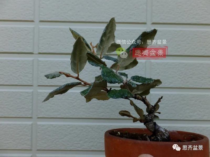 图解 怎么扦插培养微型胡颓子盆景的方法