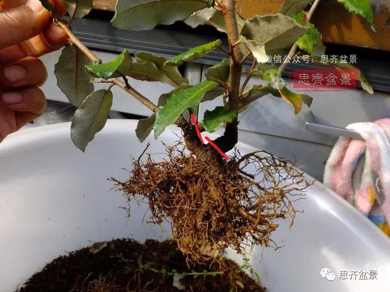 图解 怎么扦插培养微型胡颓子盆景的方法