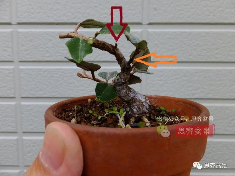 图解 怎么扦插培养微型胡颓子盆景的方法
