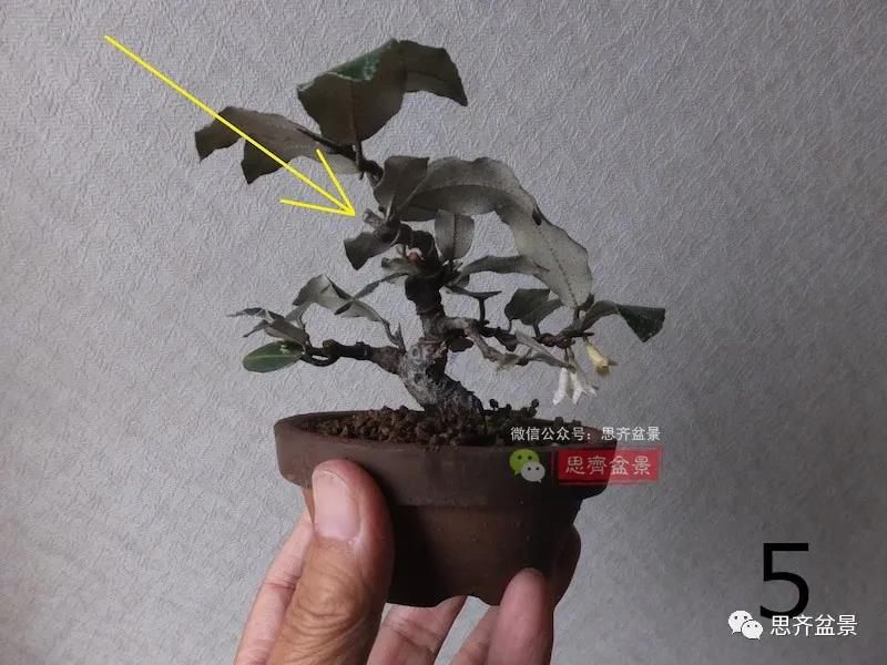 图解 怎么扦插培养微型胡颓子盆景的方法