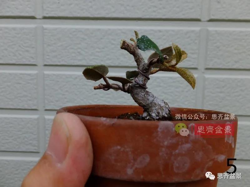 图解 怎么扦插培养微型胡颓子盆景的方法